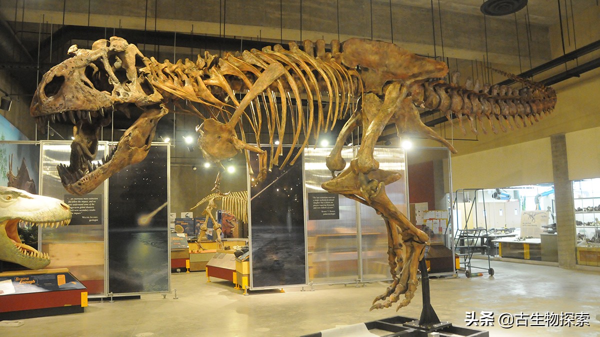 古生物学家恐龙化石霸王龙,中国发现霸王龙化石