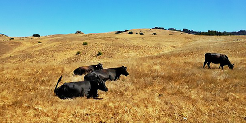 郴州彭美竹养牛大户,彭美竹养牛妙招图片