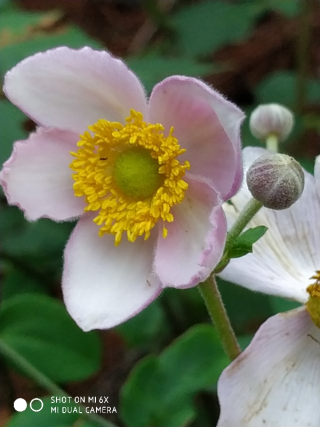 山间的野花不名贵，芬芳季节争艳斗菲“一花一世界一叶一菩提”