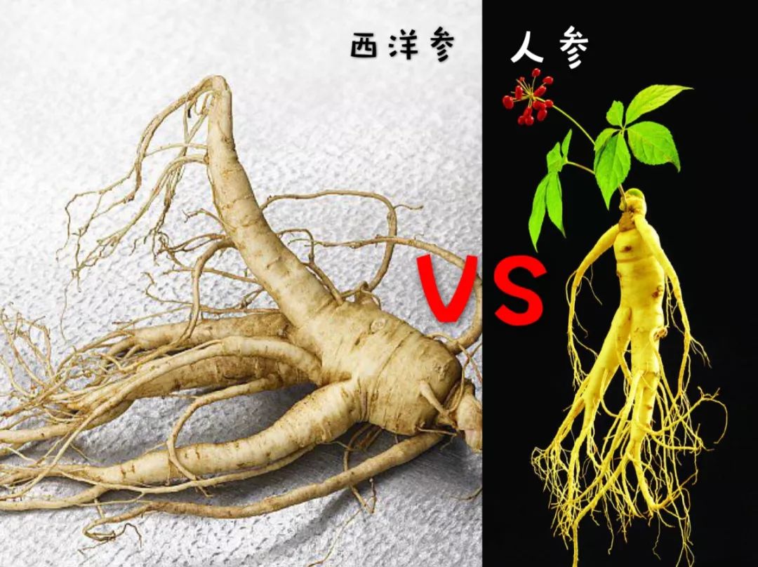 西洋参跟人参的差别图科普,西洋参和人参区别科普