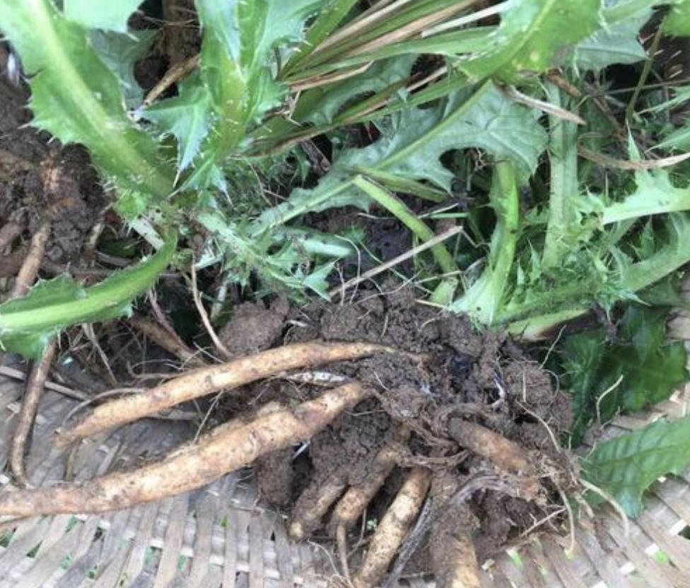 鍐滄潙鍍忓ぇ钃熺殑妞嶇墿,鍐滄潙甯歌妞嶇墿澶ц摕