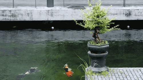 人骨子里喜欢的豪宅,中国人的骨子里喜欢的豪宅