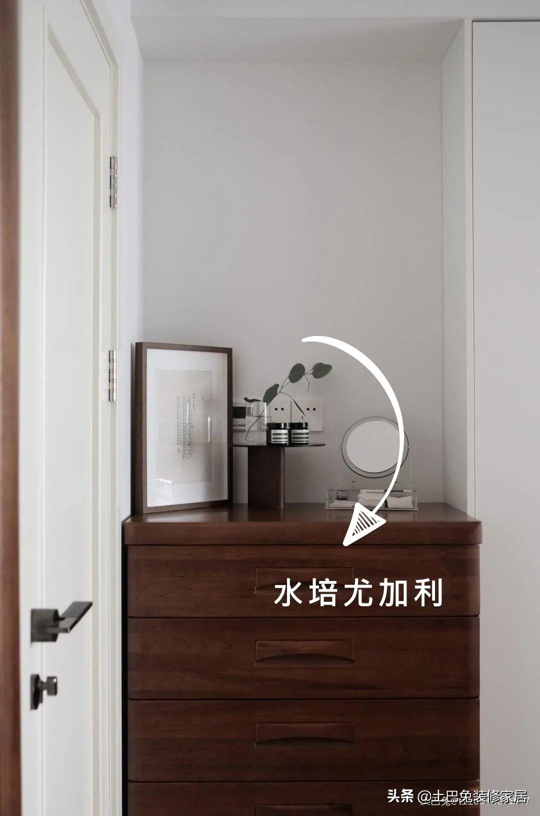 十款居家可养的植物,招财又好养的植物