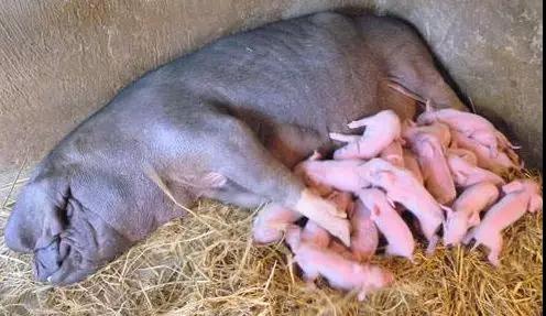 母猪屡配不孕的原因及处理措施,母猪屡配不孕该用什么药清宫