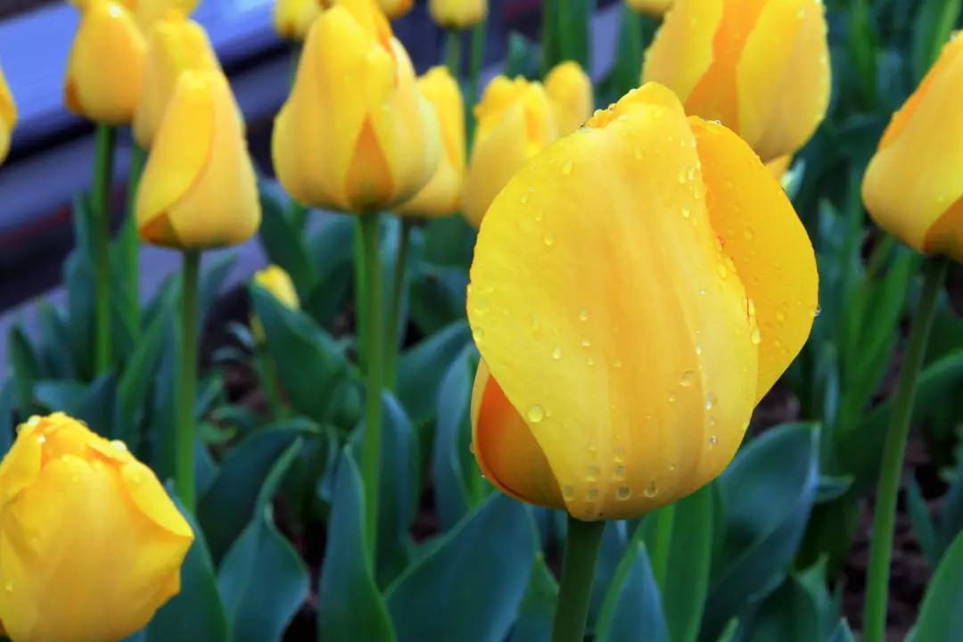 褰㈠鑽峰叞鑺辨捣,鎻忓啓鑽峰叞鑺辨捣鐨勮瘲
