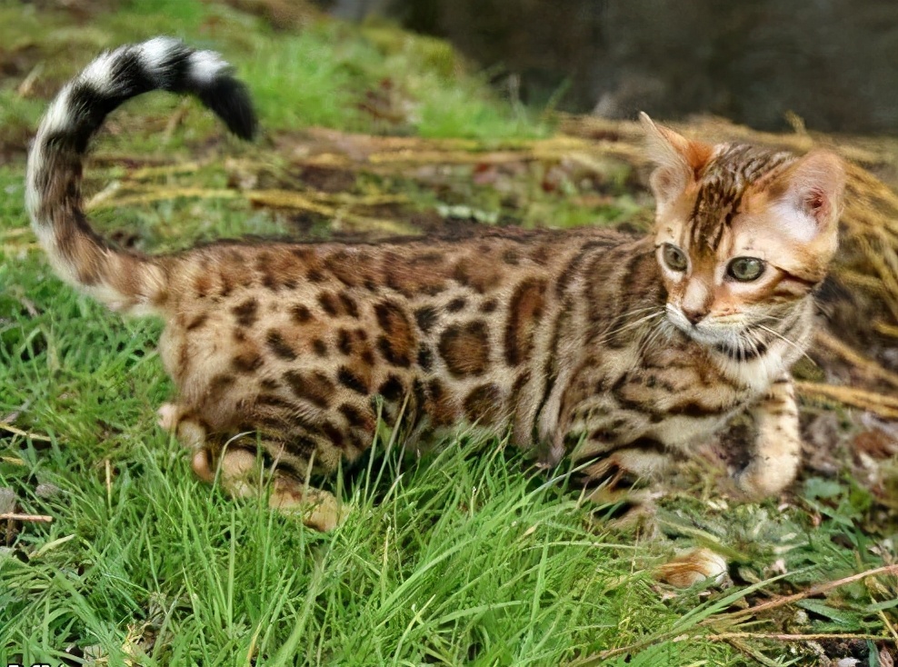 15亿的车,世界上最贵的矿泉水十大排名