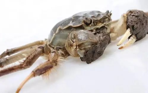 蒸大闸蟹漏黄是怎么回事,蒸大闸蟹不掉脚的方法