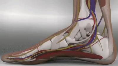 习惯性崴脚康复训练推荐动作,踝关节力量差容易崴脚吗