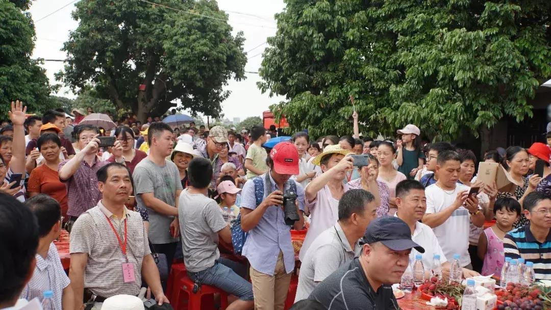 直击莆田荔枝采摘现场,莆田荔枝现摘