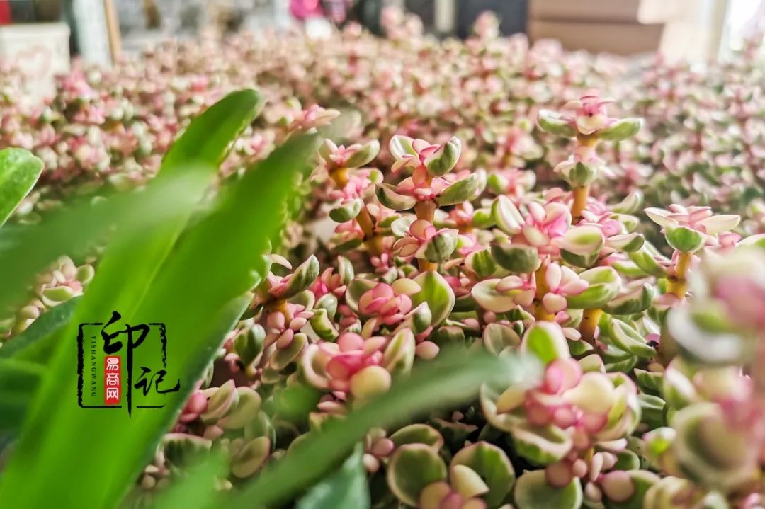 商丘道北花鸟批发市场,商丘花鸟宠物市场