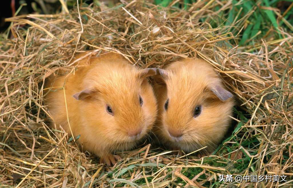 「鼠年说鼠」来看千奇百怪的鼠类，全认识算我输