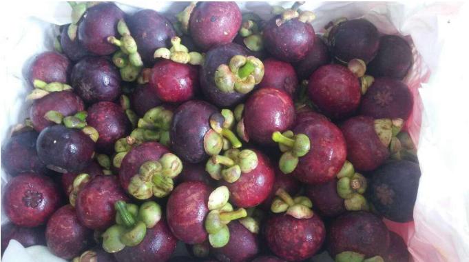 山竹怎么选公母,山竹挑选方法公母