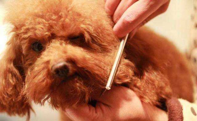 贵宾犬怎么提前预防寄生虫,饲养贵宾犬6大禁忌有哪些