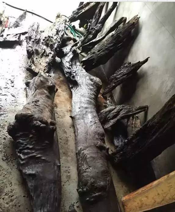 四川出土金丝楠阴沉木,金丝楠阴沉木出土现场