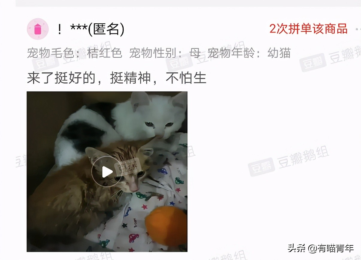 pdd买猫和老鼠,pdd两百买的猫