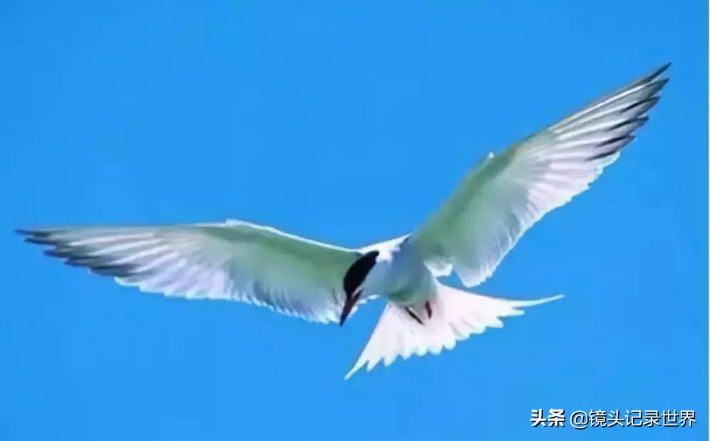 后键对焦怎么设置最清晰,后键对焦拍照技巧