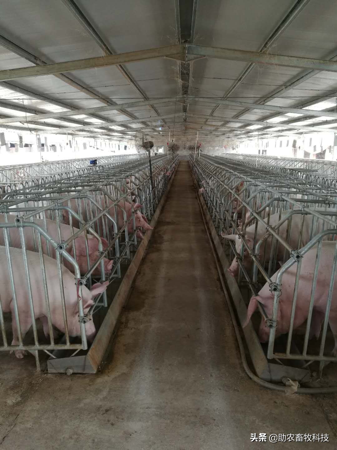 水泡粪猪场如何防控非洲猪瘟和解决养殖中臭味及粪污处理的难题？