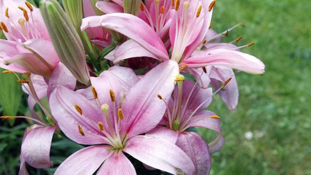 网购盆栽百合开花期怎么养护,百合种球很矮就长花苞了