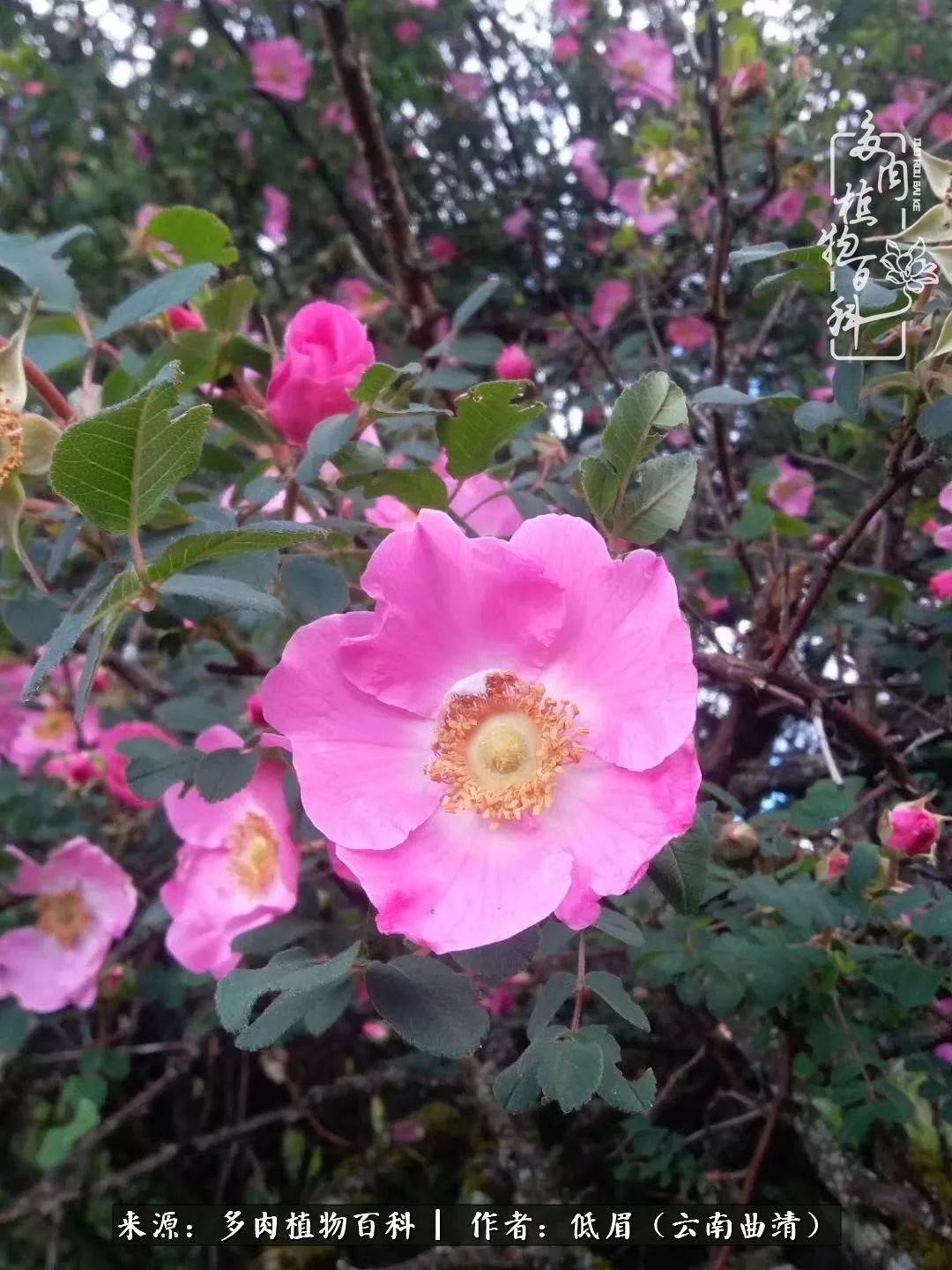 多肉看多了审美疲劳，今晚上点不一样的野味