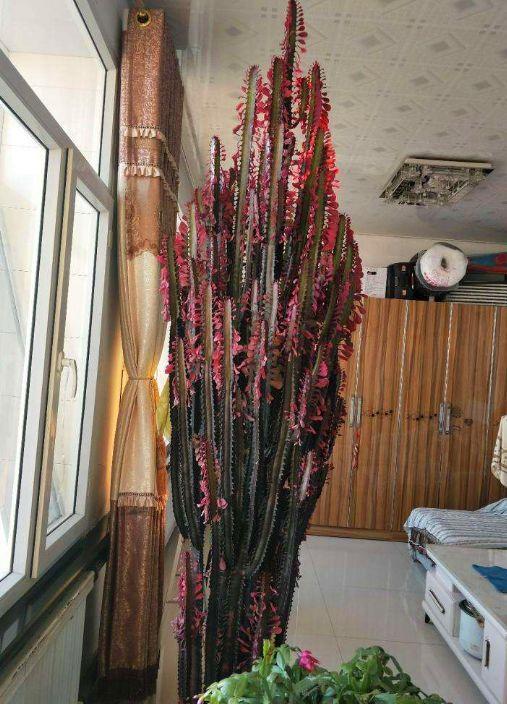 客厅最旺三种树好养,客厅最容易养的树