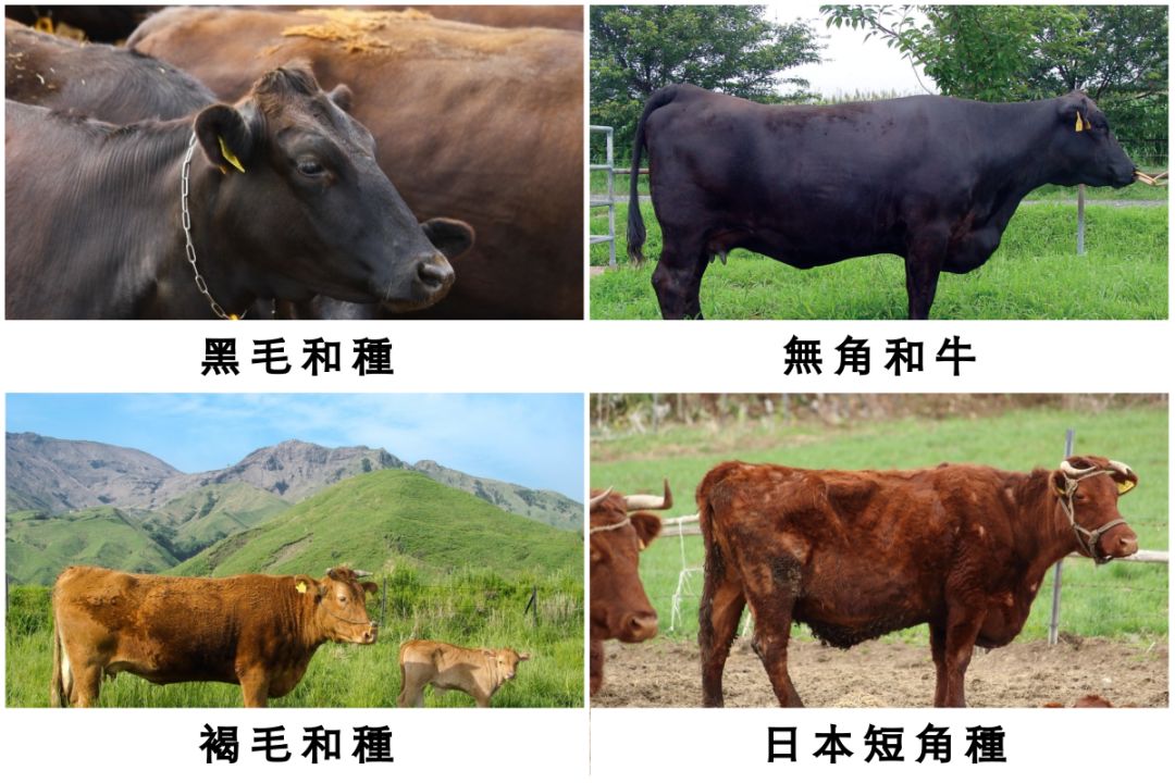 日本的牛肉为什么叫和牛,正宗日本和牛是什么样子的