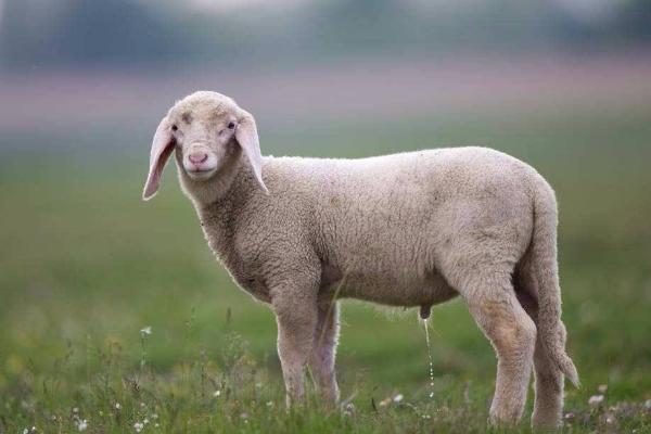 苏州牛羊催肥饲料添加剂厂家供应,浙江牛羊催肥饲料添加剂厂家供应