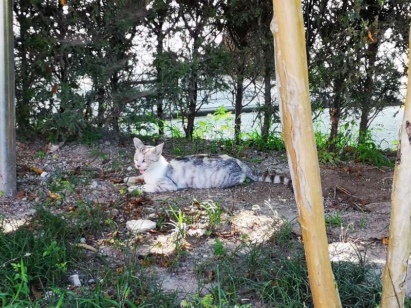 关河令周邦彦朗读,关河令词牌格律