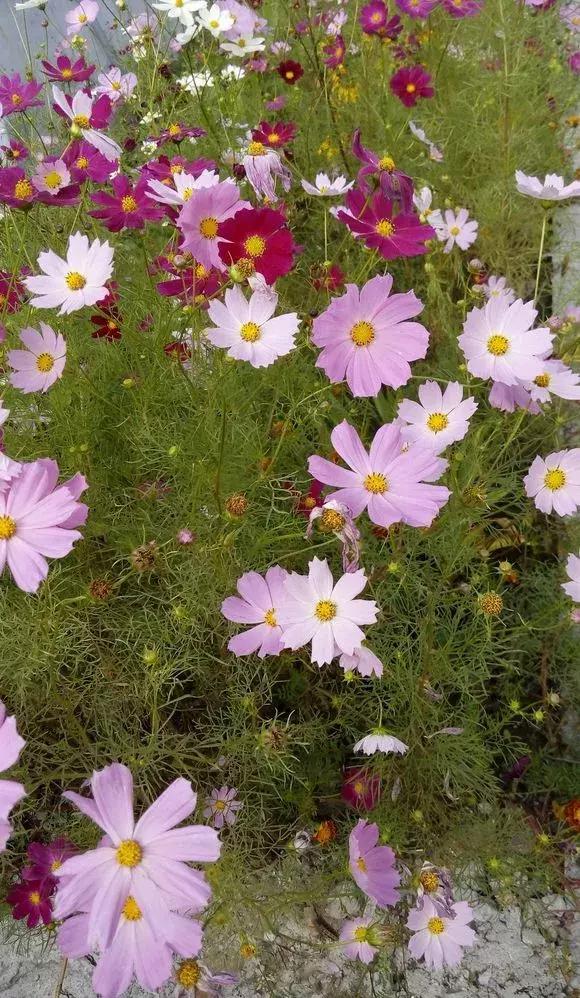 花儿养不好一定要学会这几招,花儿总是养不活