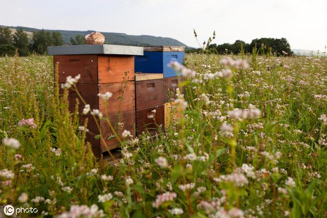 蜜蜂养殖致富的方法,蜜蜂养殖技术推广方案