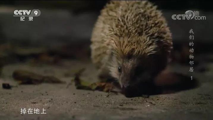 央视拍这种片怎么就没「流量」