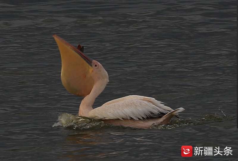 塔城鸟踪：白鹈鹕吃鱼讲究仪式感