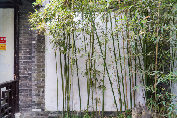 踏春赏花拍美景,踏春赏花逛湖