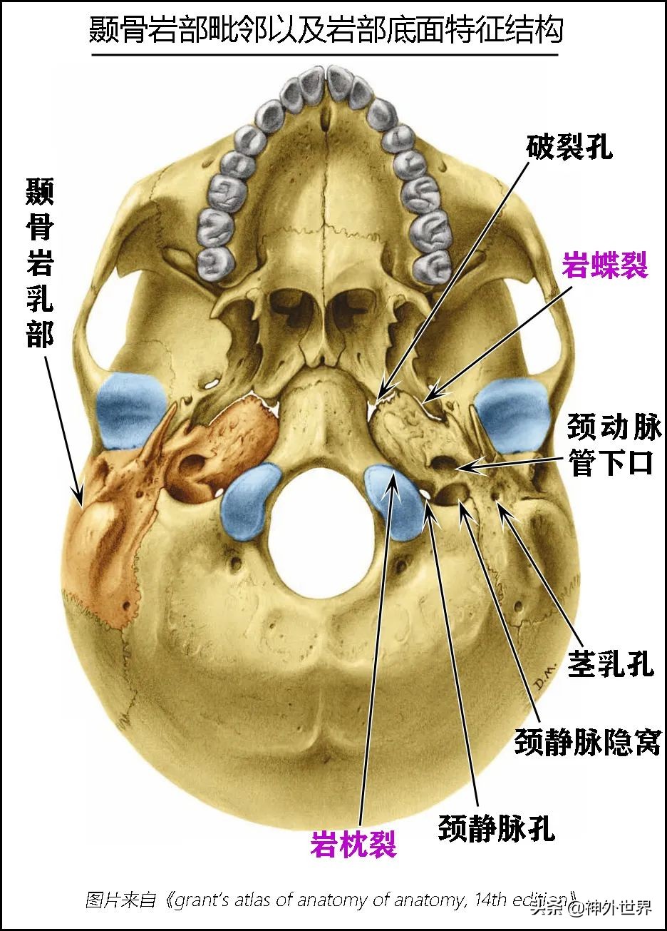 颞骨解剖,颞肌解剖讲解