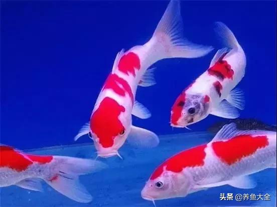 鱼缸水可以治疗鱼病吗,养鱼如何治鱼病