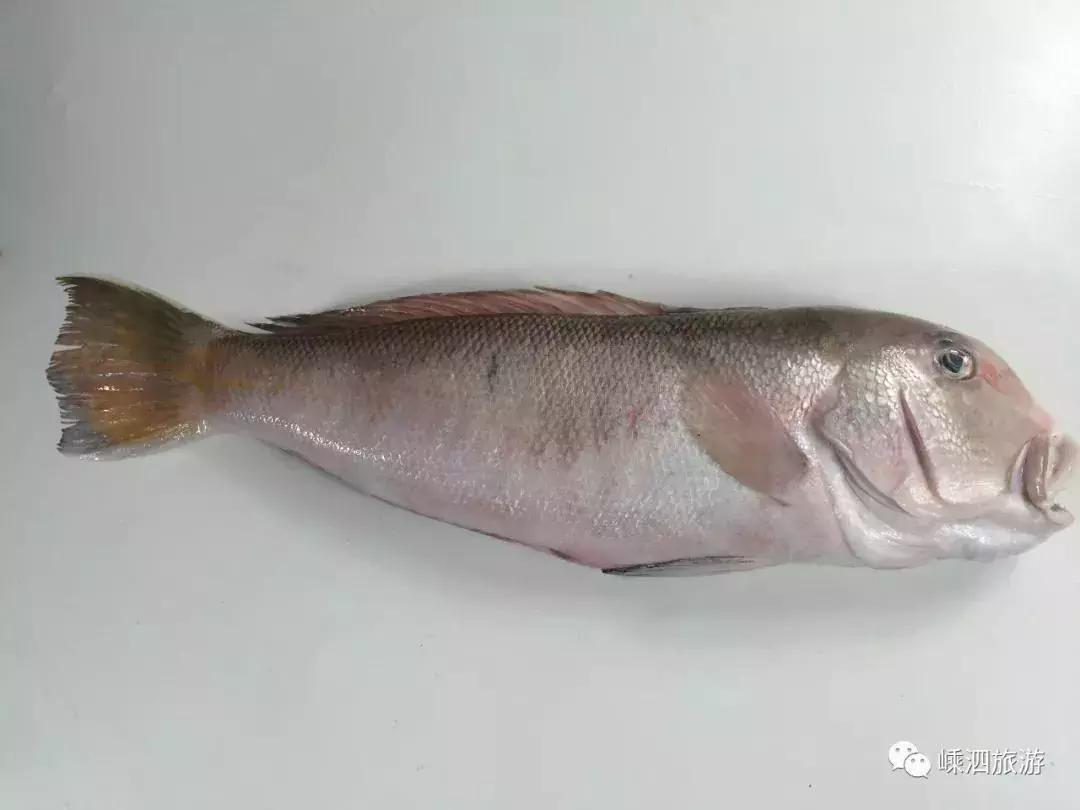 海捕常见海鱼,东海海鱼图片和名称大全