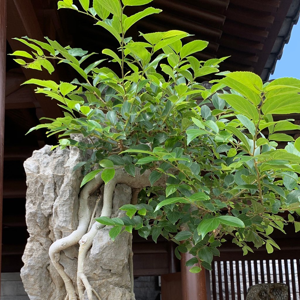 香港志莲净苑地图,香港志莲净苑好玩吗