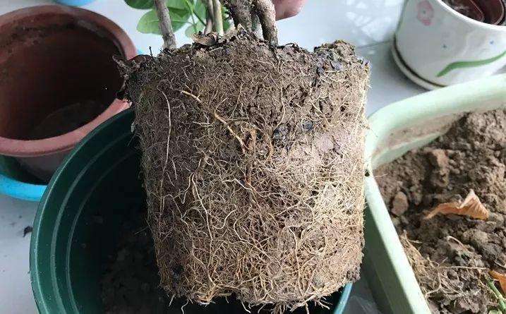 栀子花黄叶有什么好办法,栀子花买回家就黄叶掉花苞