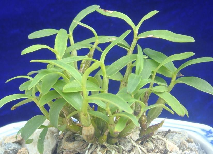 很少人知晓的“石豆花”，做成盆景后，确实会令你眼前一亮，创意