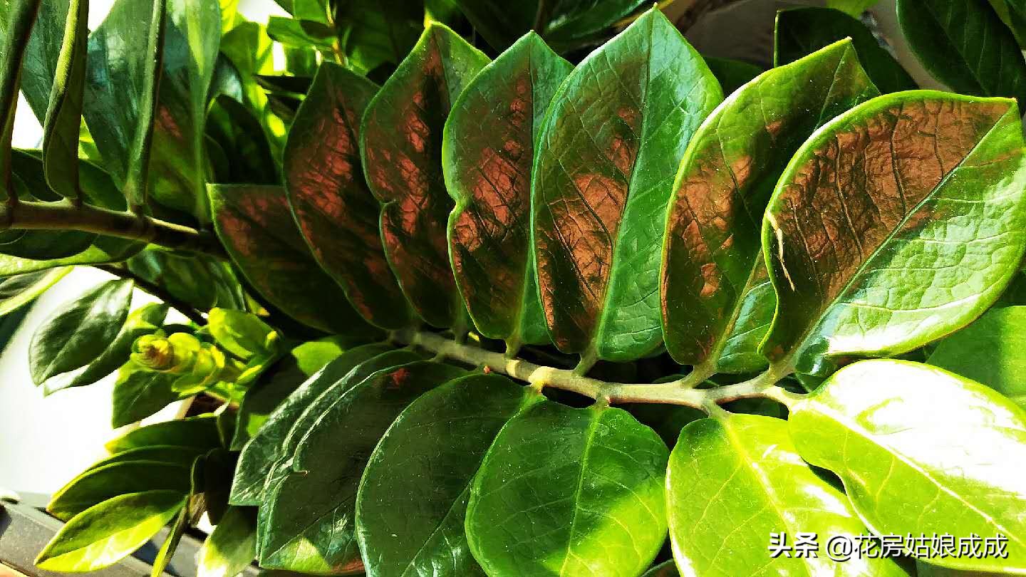 金钱树不长新芽偏方,金钱树枝叶不粗壮怎么办