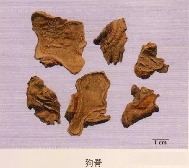 中药材图片大全大图带药名,200多味中药材图谱带图