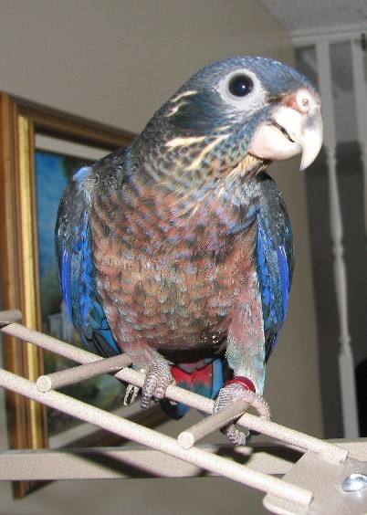 鸟市常见的鹦鹉蓝色羽毛,鸟市常见的鹦鹉