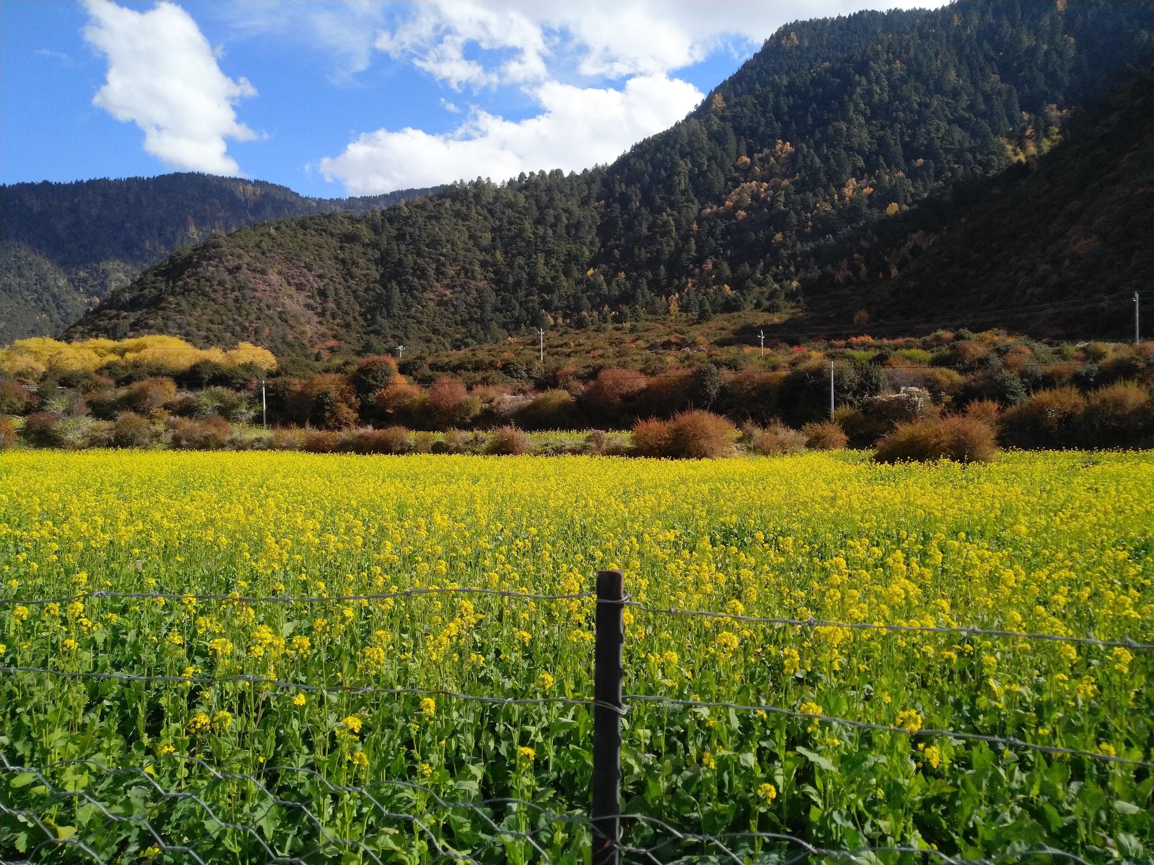 混迹*藏西**数日，最终落荒而逃，只因路上一景让我等俗人无地自容