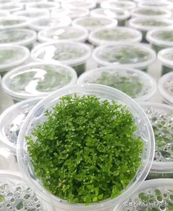 便宜又好养的水草推荐,好养又便宜的水草推荐