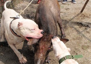 阿根廷杜高犬能够打过老虎吗,杜高犬咬野猪真实视频