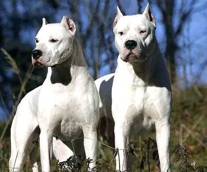 阿根廷杜高犬能够打过老虎吗,杜高犬咬野猪真实视频