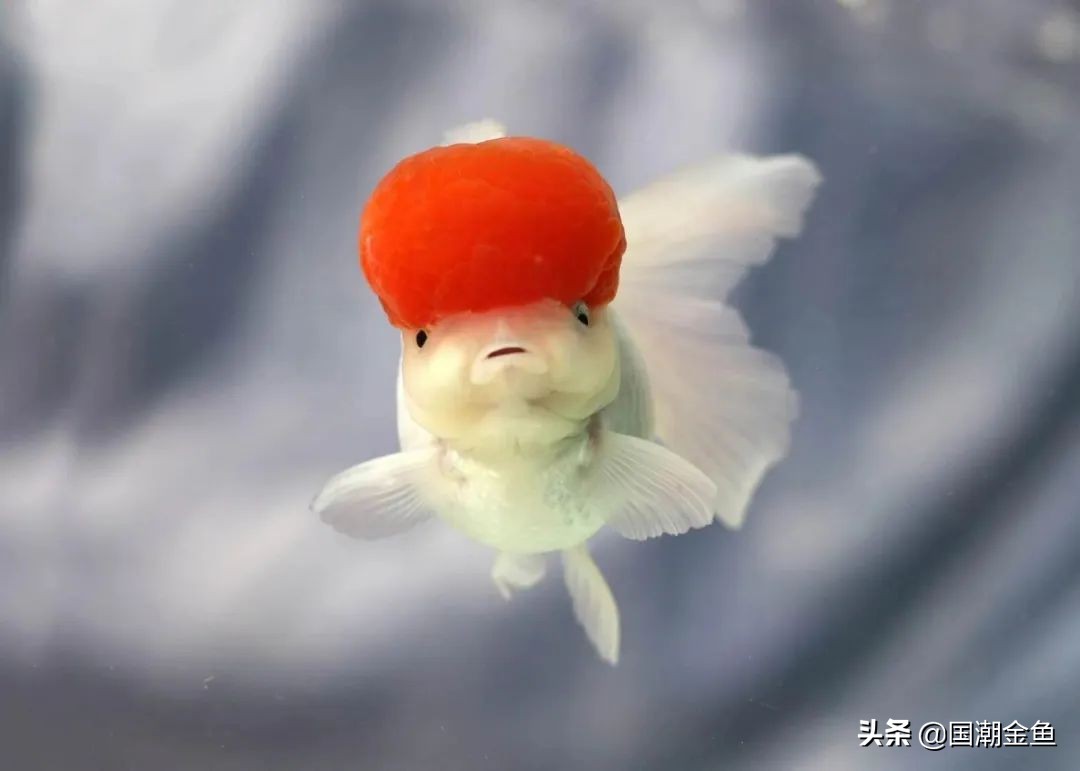 最有特点的金鱼,传统老三样金鱼