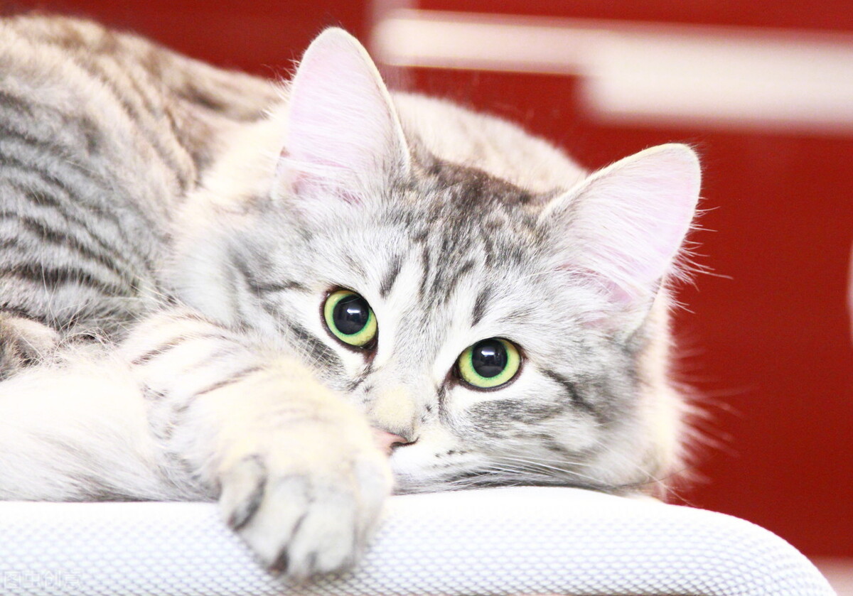 动物眼中世界和人类有什么不一样,不同动物眼中的世界长什么样子