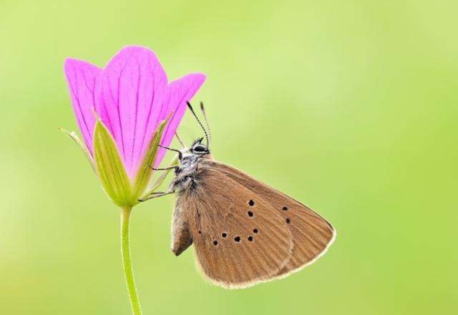 亚马逊蝴蝶扇动翅膀引发海啸图片,亚马逊那只蝴蝶是怎样引起海啸的
