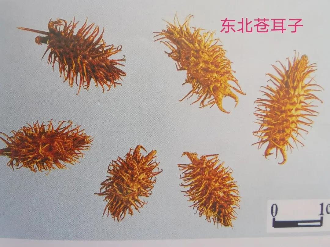 苍耳子真假鉴别方法,苍耳子的伪品种类及区别