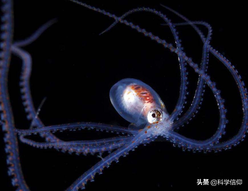 可以预测比赛，又能破解迷宫，难怪科学家说章鱼来自于外星球